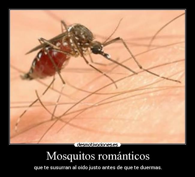 Mosquitos románticos - que te susurran al oído justo antes de que te duermas.