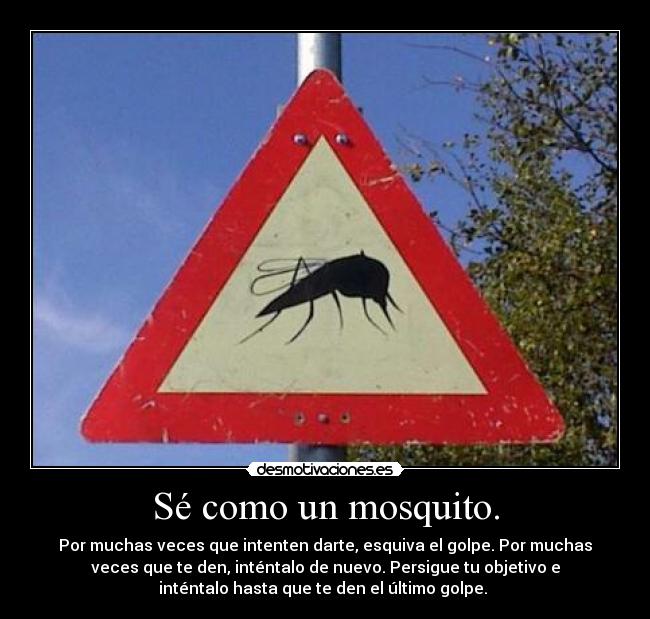Sé como un mosquito. - Por muchas veces que intenten darte, esquiva el golpe. Por muchas
veces que te den, inténtalo de nuevo. Persigue tu objetivo e
inténtalo hasta que te den el último golpe.