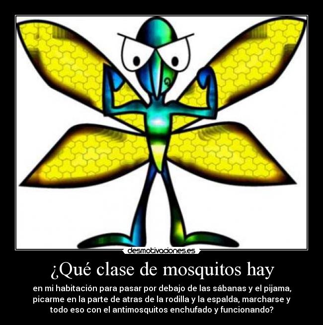 ¿Qué clase de mosquitos hay - 