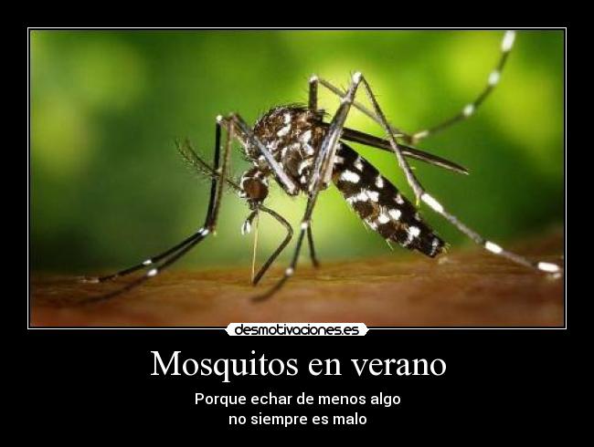 Mosquitos en verano - Porque echar de menos algo
no siempre es malo
