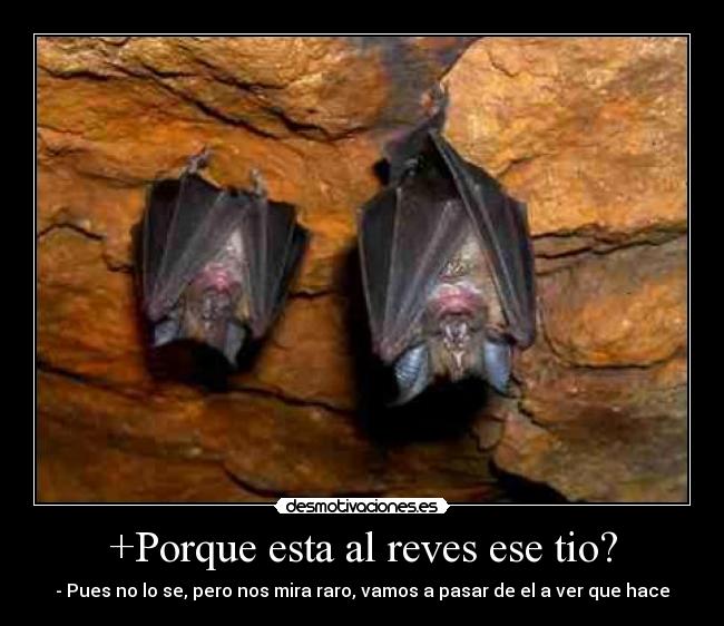 +Porque esta al reves ese tio? -