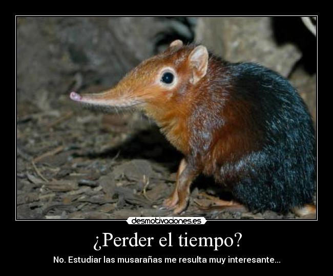 ¿Perder el tiempo? -