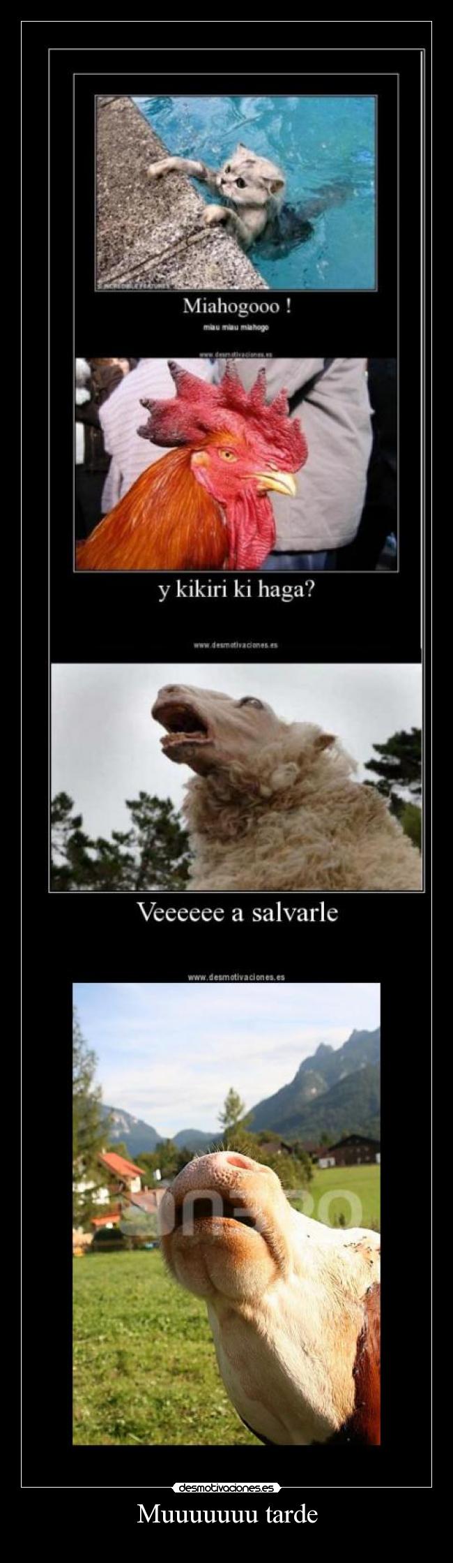 carteles vaca gallo gatosvaca carteles desmotivaciones