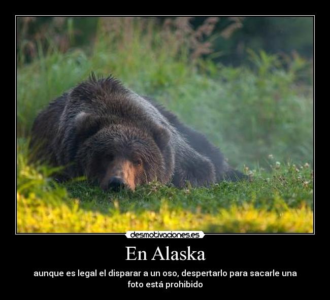 En Alaska - aunque es legal el disparar a un oso, despertarlo para sacarle una foto está prohibido