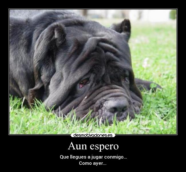 Aun espero -