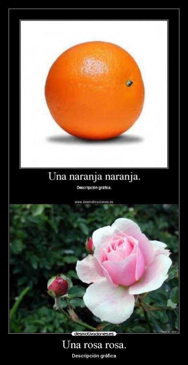 Una rosa rosa. -