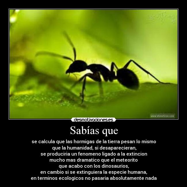 Sabías que - se calcula que las hormigas de la tierra pesan lo mismo
que la humanidad, si desaparecieran,
se produciria un fenomeno ligado a la extincion
mucho mas dramatico que el meteorito
que acabo con los dinosaurios,
en cambio si se extinguiera la especie humana,
en terminos ecologicos no pasaria absolutamente nada