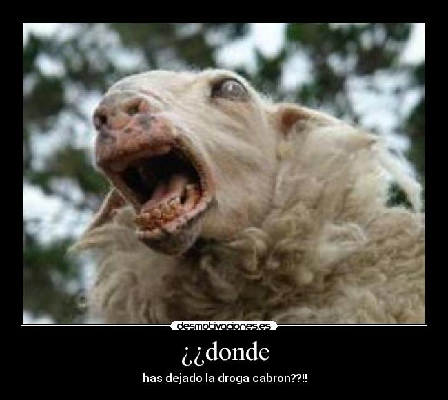 ¿¿donde - 