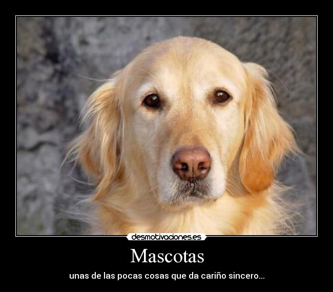 Mascotas - unas de las pocas cosas que da cariño sincero...