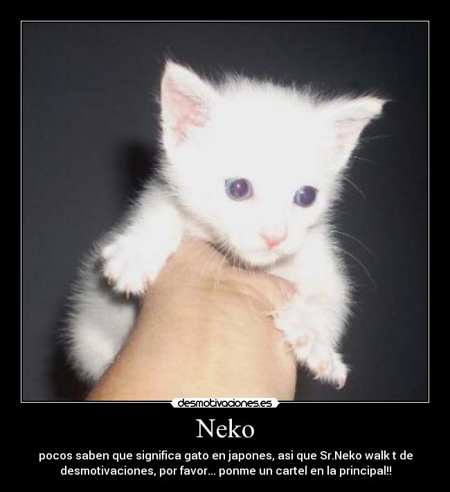 Neko -