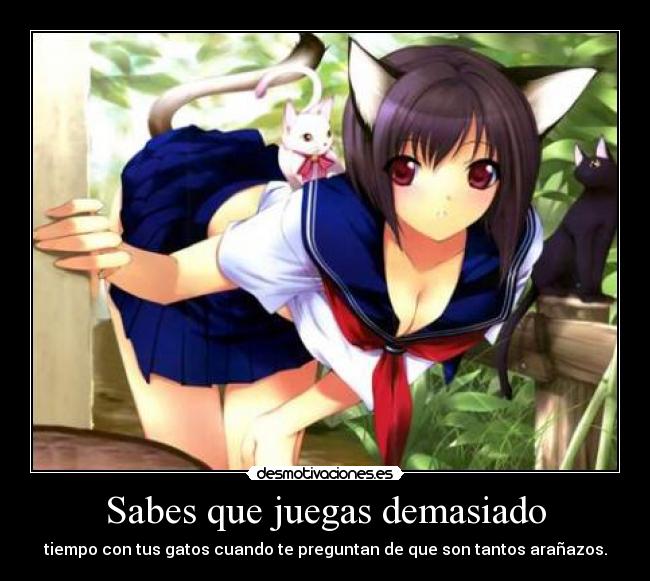 carteles sabes que juegas demasiado tiempo con gatoscuando preguntan que son tantos aranazos desmotivaciones