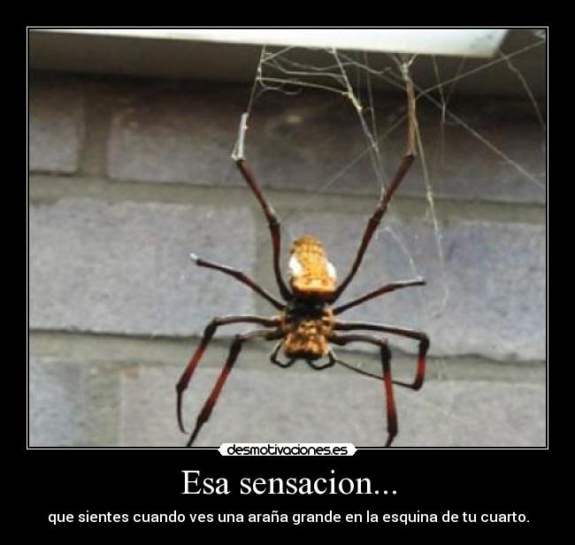 Esa sensacion... - que sientes cuando ves una araña grande en la esquina de tu cuarto.