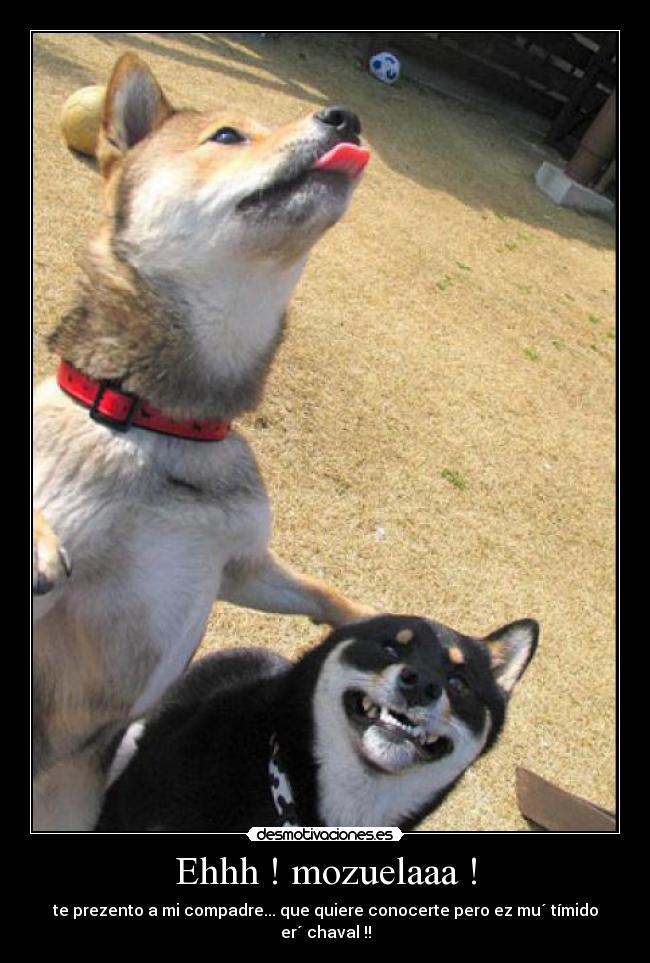 Ehhh ! mozuelaaa ! - te prezento a mi compadre... que quiere conocerte pero ez mu´ tímido er´ chaval !!