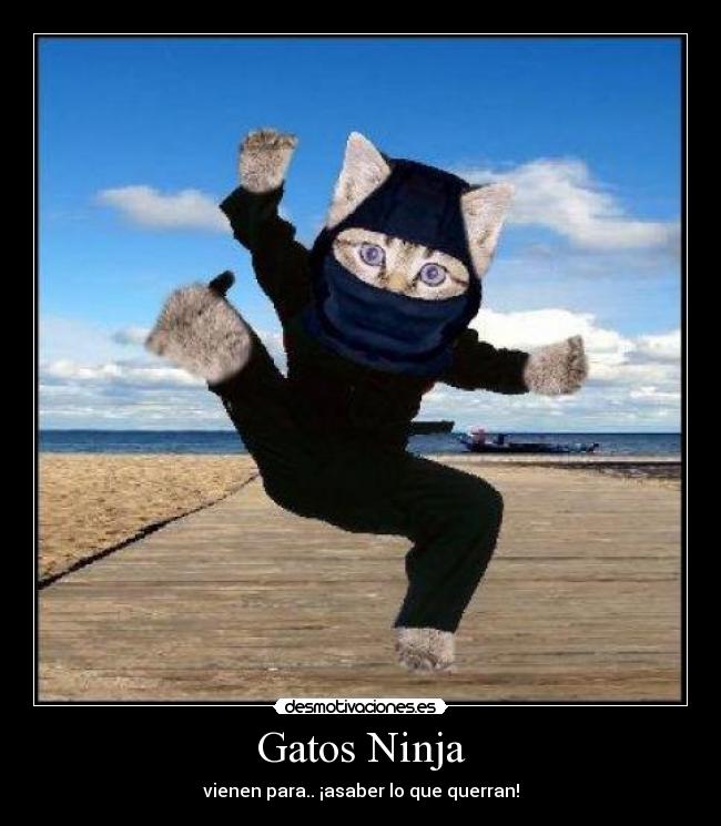 Gatos Ninja - vienen para.. ¡asaber lo que querran!