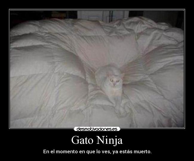 Gato Ninja - En el momento en que lo ves, ya estás muerto.