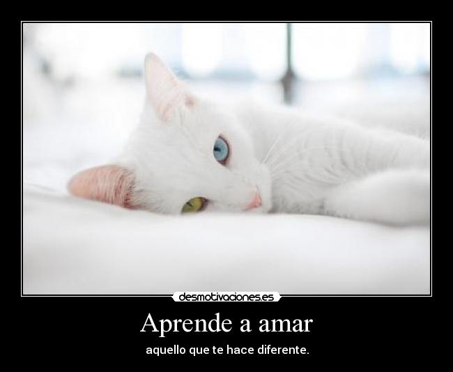 Aprende a amar - 