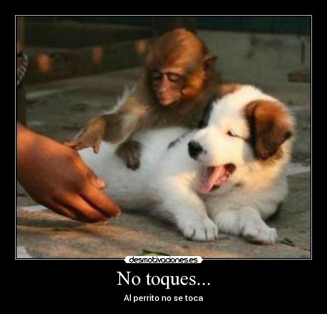 No toques... - Al perrito no se toca