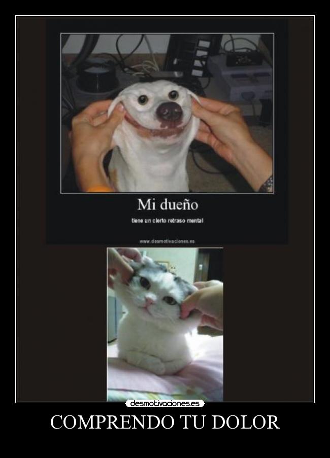 carteles dolor perros gatos desmotivaciones