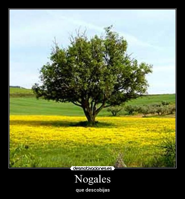 Nogales - que descobijas