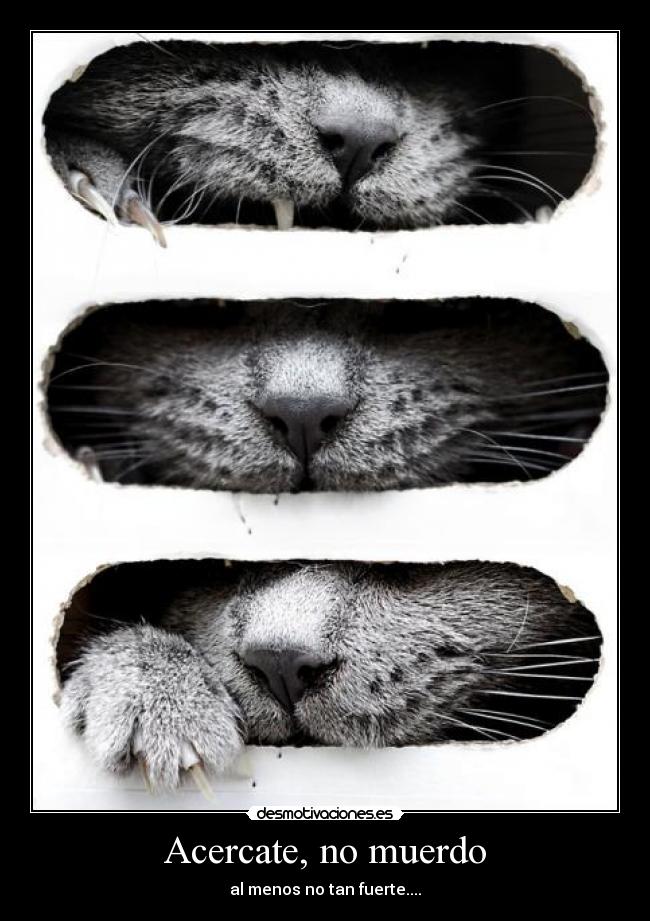 Acercate, no muerdo - 