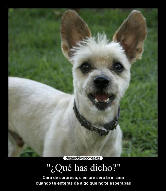 carteles sorpresa desmotivaciones