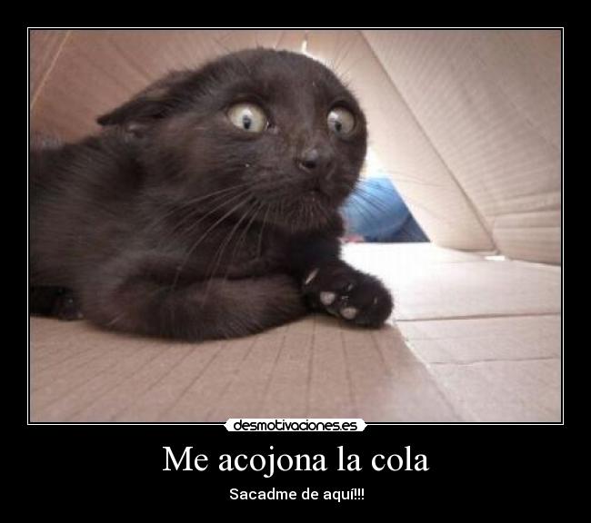 Me acojona la cola -
