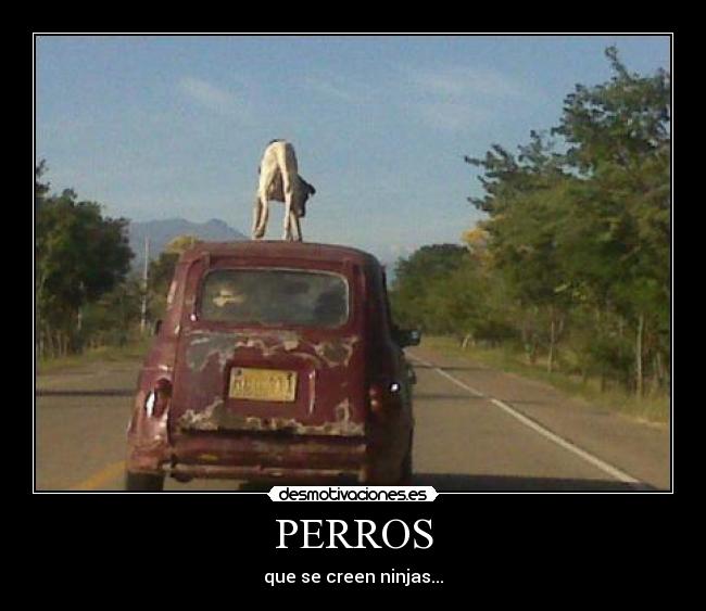 carteles perros desmotivaciones