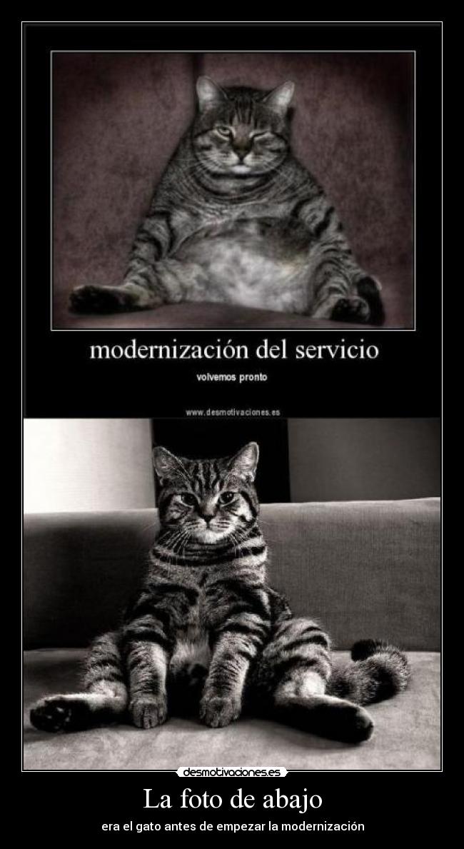 carteles gato desmotivaciones