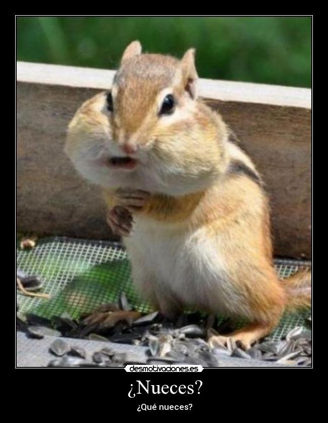 ¿Nueces? -