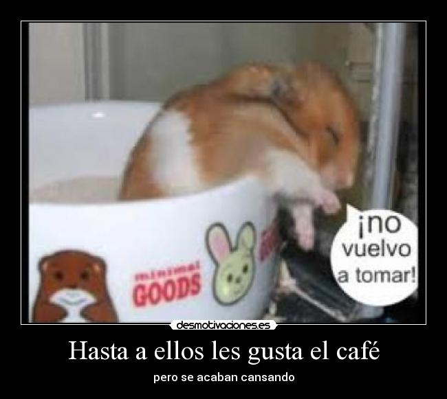 Hasta a ellos les gusta el café - pero se acaban cansando
