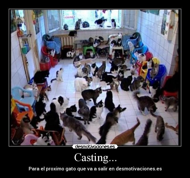 Casting... - Para el proximo gato que va a salir en desmotivaciones.es