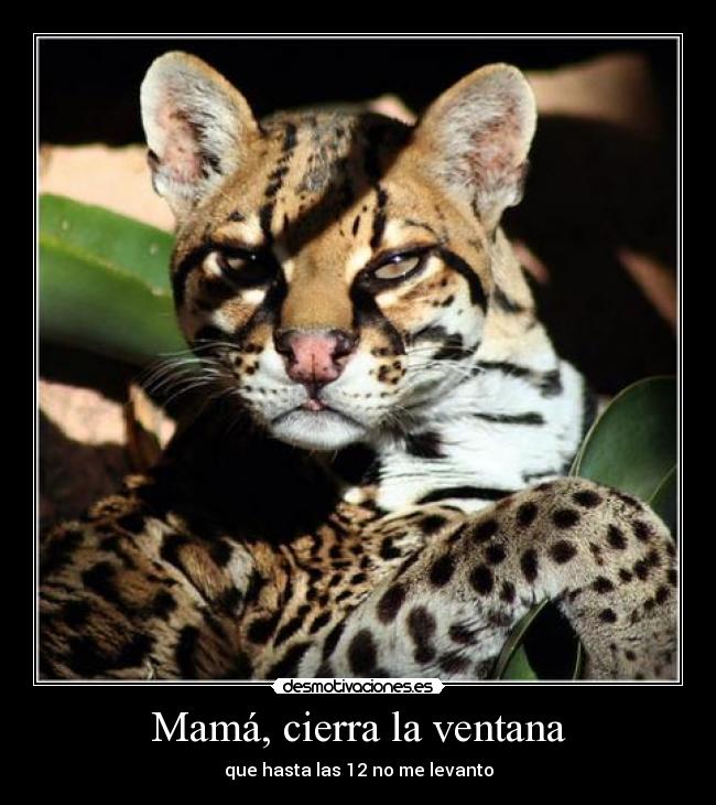 Mamá, cierra la ventana - que hasta las 12 no me levanto