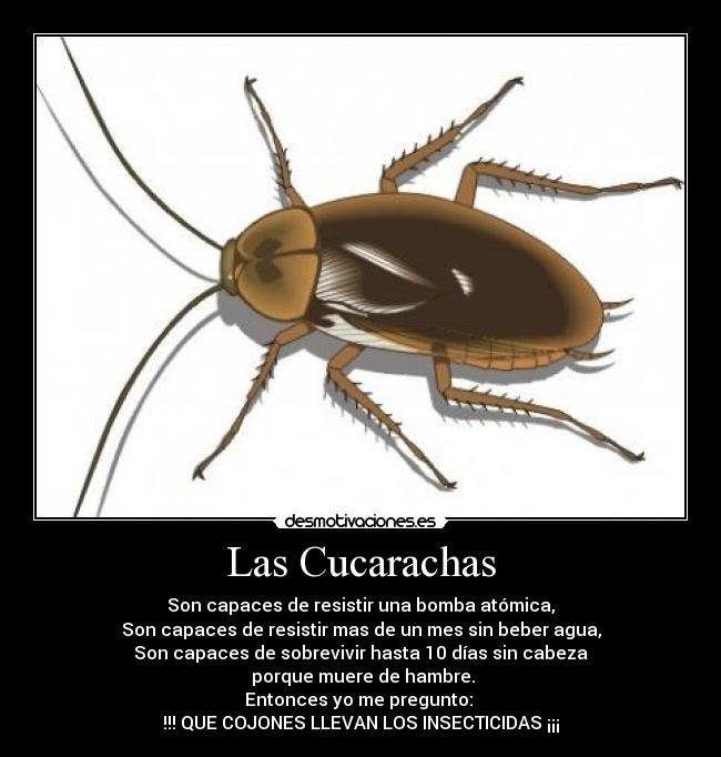 Las Cucarachas - 