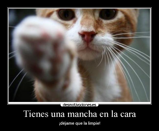 carteles mancha cara gato limpiar desmotivaciones