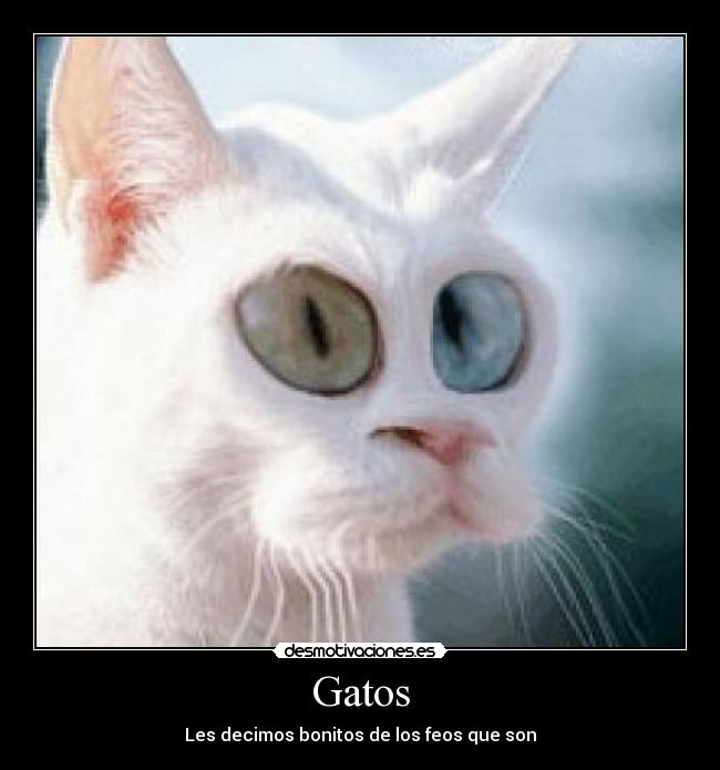 Gatos - Les decimos bonitos de los feos que son