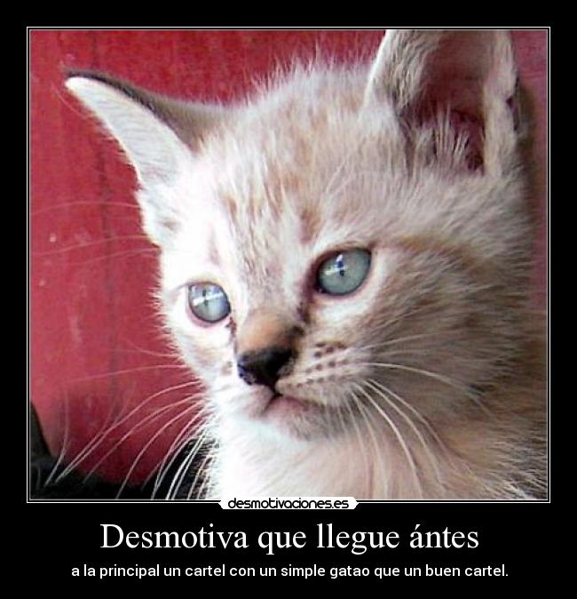 Desmotiva que llegue ántes - a la principal un cartel con un simple gatao que un buen cartel.