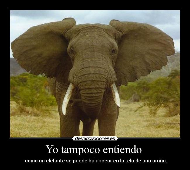 Yo tampoco entiendo  - 