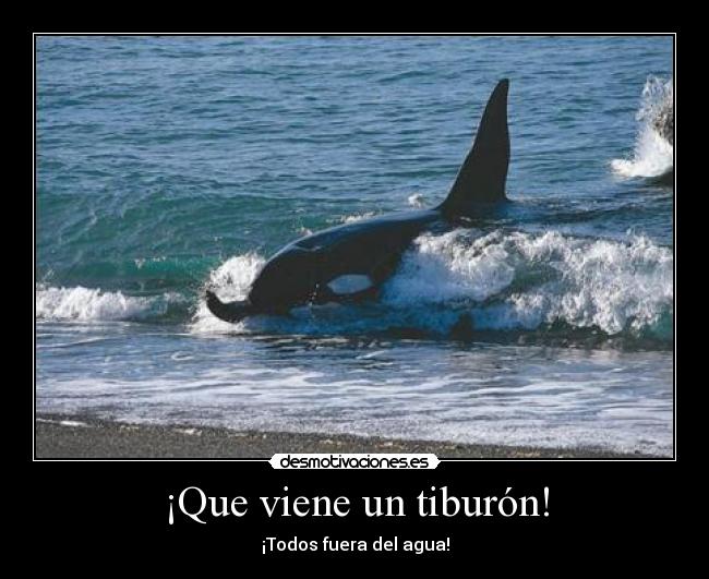 carteles orca desmotivaciones