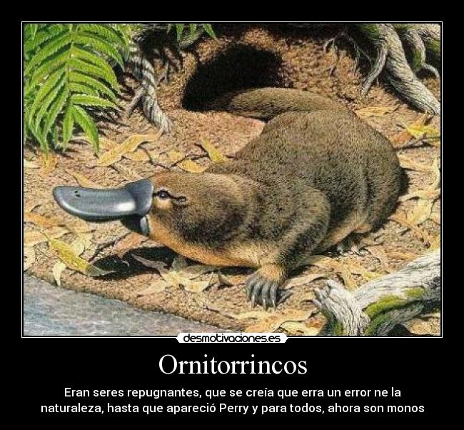 Ornitorrincos -