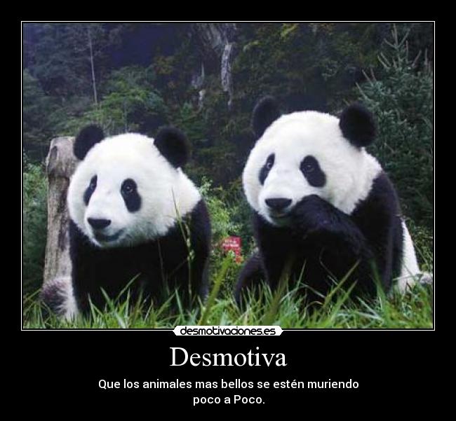 carteles pandastigresgorilassimiosrinos desmotivaciones