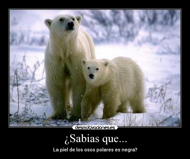 ¿Sabias que... -