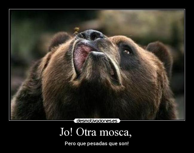 Jo! Otra mosca, -