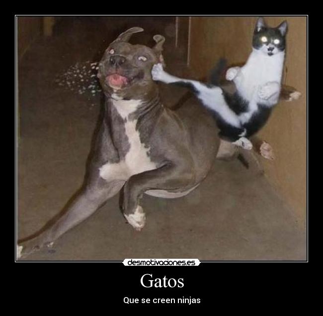 Gatos - Que se creen ninjas