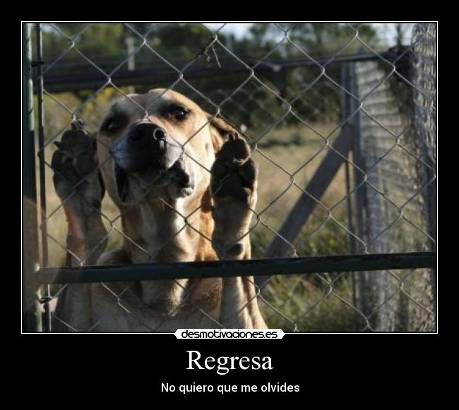 Regresa - No quiero que me olvides