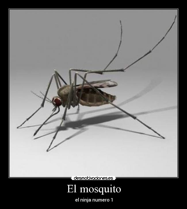 El mosquito -