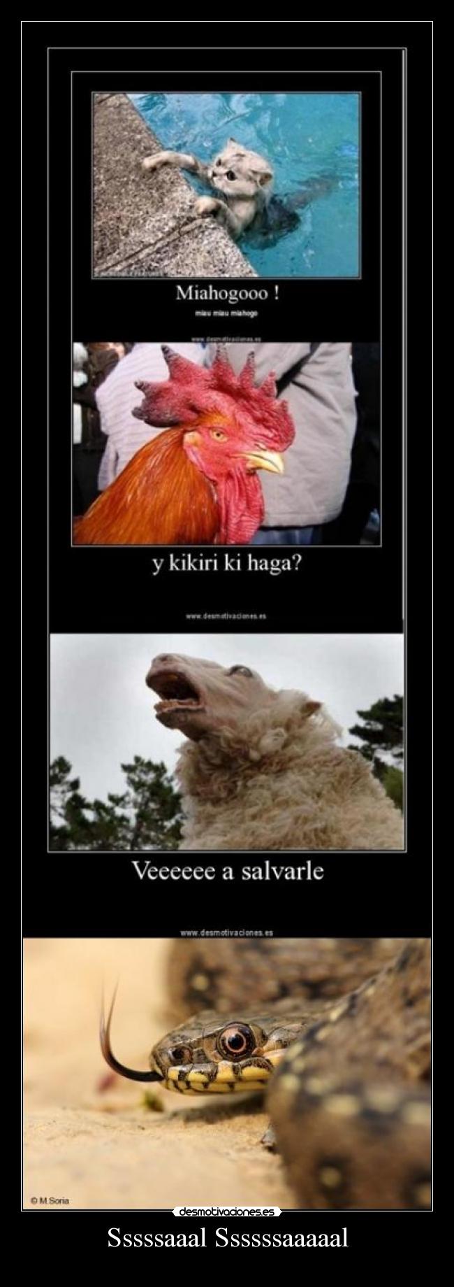 Sssssaaal Ssssssaaaaal -