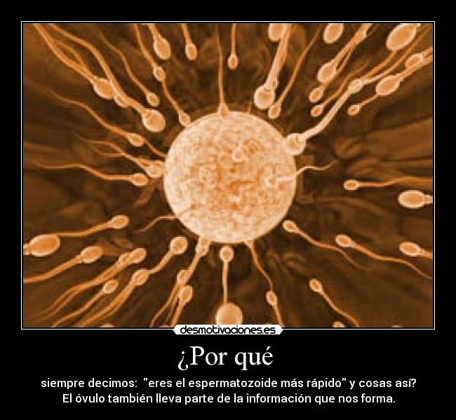 ¿Por qué - siempre decimos: eres el espermatozoide más rápido y cosas así?
El óvulo también lleva parte de la información que nos forma.