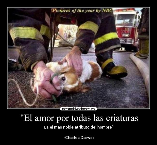 El amor por todas las criaturas -