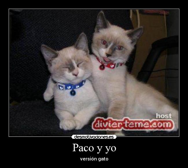 carteles gatos desmotivaciones