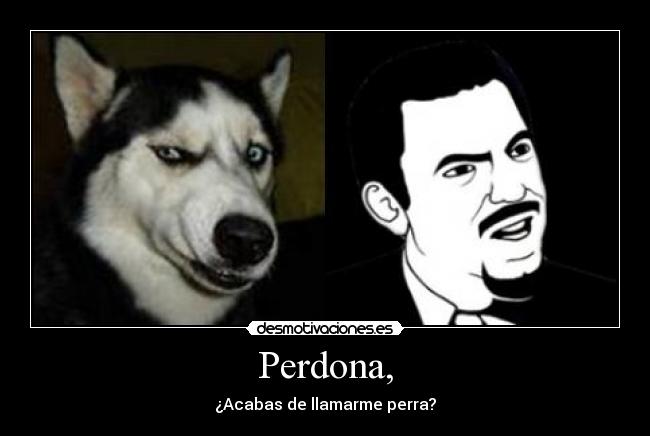 Perdona, - ¿Acabas de llamarme perra?